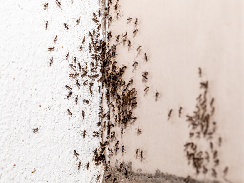 Ants Pest Control Treatment in Singapore