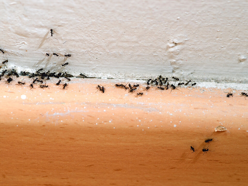 Ants Pest Control Treatment in Singapore