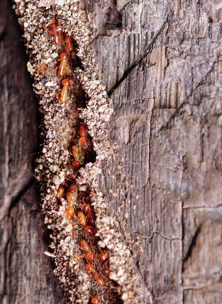 Ants Pest Control Treatment in Singapore